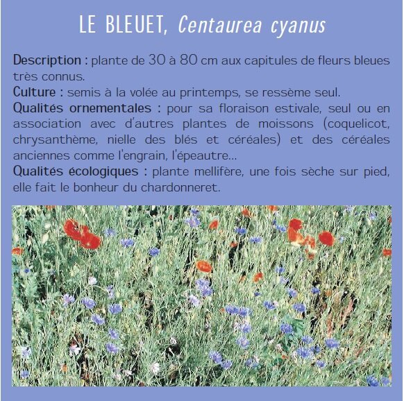 LE BLEUET, Centaurea cyanus Description : plante de 30  80 cm aux capitules de fleurs bleues trs connus. Culture : semis  la vole au printemps, se ressme seul. Qualits ornementales : pour sa floraison estivale, seul ou en association avec dautres plantes de moissons (coquelicot, chrysanthme, nielle des bls et crales) et des crales anciennes comme l'engrain, l'peautre... Qualits cologiques : plante mellifre, une fois sche sur pied, elle fait le bonheur du chardonneret. 