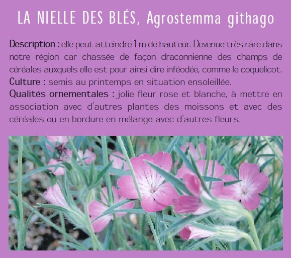  LA NIELLE DES BLS, Agrostemma githago Description : elle peut atteindre 1 m de hauteur. Devenue trs rare dans notre rgion car chasse de faon draconnienne des champs de crales auxquels elle est pour ainsi dire infode, comme le coquelicot. Culture : semis au printemps en situation ensoleille. Qualits ornementales : jolie fleur rose et blanche,  mettre en association avec dautres plantes des moissons et avec des crales ou en bordure en mlange avec dautres fleurs