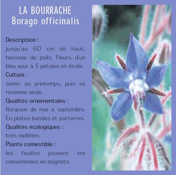 LA BOURRACHE Borago officinalis Description : jusquau 60 cm de haut, hrisse de poils. Fleurs dun bleu azur  5 ptales en toile. Culture : semis au printemps, puis se ressme seule. Qualits ornementales : floraison de mai  septembre. En plates-bandes et parterres. Qualits cologiques : trs mellifre. Plante comestible : les feuilles peuvent re consommes en beignets.