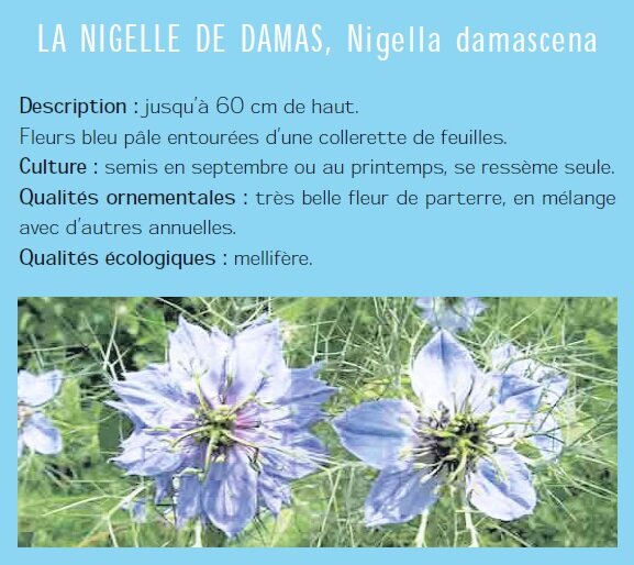 LA NIGELLE DE DAMAS, Nigella damascena Description : jusqu 60 cm de haut. Fleurs bleu ple entoures dune collerette de feuilles. Culture : semis en septembre ou au printemps, se ressme seule. Qualits ornementales : trs belle fleur de parterre, en mlange avec dautres annuelles. Qualits cologiques : mellifre.