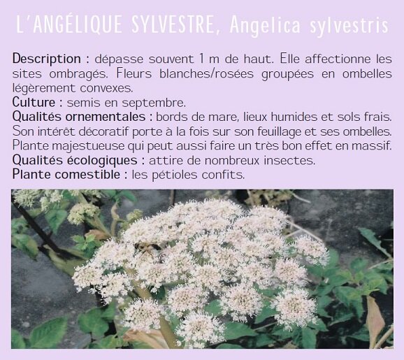 LANGLIQUE SYLVESTRE, Angelica sylvestris Description : dpasse souvent 1 m de haut. Elle affectionne les sites ombrags. Fleurs blanches/roses groupes en ombelles lgrement convexes. Culture : semis en septembre. Qualits ornementales : bords de mare, lieux humides et sols frais. Son intrt dcoratif porte  la fois sur son feuillage et ses ombelles. Plante majestueuse qui peut aussi faire un trs bon effet en massif. Qualits cologiques : attire de nombreux insectes. Plante comestible : les ptioles confits.