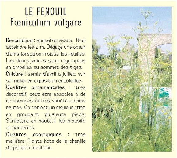 LE FENOUIL Foeniculum vulgare Description : annuel ou vivace. Peut atteindre les 2 m. Dgage une odeur danis lorsquon froisse les feuilles. Les fleurs jaunes sont regroupes en ombelles au sommet des tiges. Culture : semis davril  juillet, sur sol riche, en exposition ensoleille. Qualits ornementales : trs dcoratif, peut tre associe  de nombreuses autres varits moins hautes. On obtient un meilleur effet en groupant plusieurs pieds. Structure en hauteur les massifs et parterres. Qualits cologiques : trs mellifre. Plante hte de la chenille du papillon machaon.