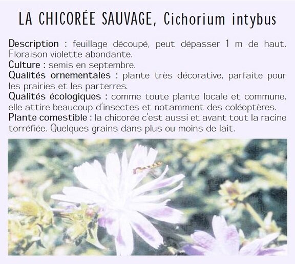 LA CHICORE SAUVAGE, Cichorium intybus Description : feuillage dcoup, peut dpasser 1 m de haut. Floraison violette abondante. Culture : semis en septembre. Qualits ornementales : plante trs dcorative, parfaite pour les prairies et les parterres. Qualits cologiques : comme toute plante locale et commune, elle attire beaucoup dinsectes et notamment des coloptres. Plante comestible : la chicore c'est aussi et avant tout la racine torrfie. Quelques grains dans plus ou moins de lait.