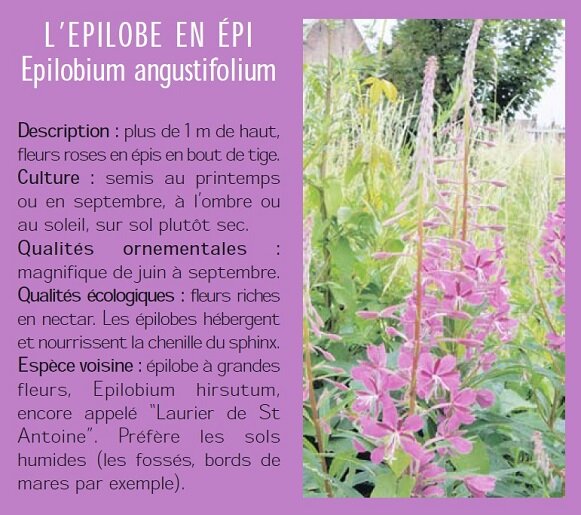 LEPILOBE EN PI Epilobium angustifolium Description : plus de 1 m de haut, fleurs roses en pis en bout de tige. Culture : semis au printemps ou en septembre,  lombre ou au soleil, sur sol plutt sec. Qualits ornementales : magnifique de juin  septembre. Qualits cologiques : fleurs riches en nectar. Les pilobes hbergent et nourrissent la chenille du sphinx. Espce voisine : pilobe  grandes fleurs, Epilobium hirsutum, encore appel Laurier de St Antoine?. Prfre les sols humides (les fosss, bords de mares par exemple).