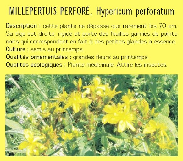 MILLEPERTUIS PERFOR, Hypericum perforatum Description : cette plante ne dpasse que rarement les 70 cm. Sa tige est droite, rigide et porte des feuilles garnies de points noirs qui correspondent en fait  des petites glandes  essence. Culture : semis au printemps. Qualits ornementales : grandes fleurs au printemps. Qualits cologiques : Plante mdicinale. Attire les insectes.