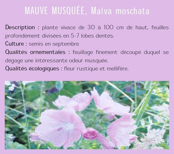 MAUVE MUSQUE, Malva moschata Description : plante vivace de 30  100 cm de haut, feuilles profondment divises en 5-7 lobes dents. Culture : semis en septembre Qualits ornementales : feuillage finement dcoup duquel se dgage une intressante odeur musque. Qualits cologiques : fleur rustique et mellifre.