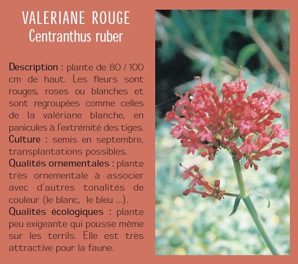 VALERIANE ROUGE Centranthus ruber Description : plante de 80 / 100 cm de haut. Les fleurs sont rouges, roses ou blanches et sont regroupes comme celles de la valriane blanche, en panicules  lextrmit des tiges. Culture : semis en septembre, transplantations possibles. Qualits ornementales : plante trs ornementale  associer avec dautres tonalits de couleur (le blanc, le bleu ...). Qualits cologiques : plante peu exigeante qui pousse mme sur les terrils. Elle est trs attractive pour la faune.