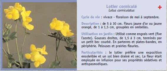 Lotier cornicul Lotus corniculatus Cycle de vie : vivace - floraison de mai  septembre. Description : de 5  30 cm. Fleurs jaune d'or ou jaune orang, de 1  1,5 cm, groupes en ombelles. Utilisation en jardin : Utilis comme engrais vert (fixe l'azote). Gousses droites, de 1,5  3 cm, termins par un petit bec courb. En parterres et plates-bandes, en priphrie. Pelouses et prairies fleuries. Particularits : le lotier prfre une exposition ensoleille et un sol bien drain et sec. La fleur tait employe en infusion pour ses proprits sdatives et antispasmodiques.