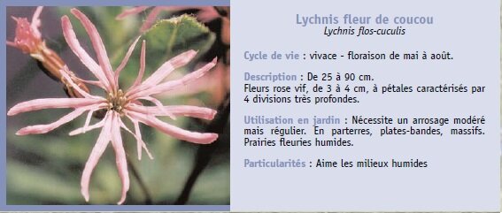 Lychnis fleur de coucou
Lychnis flos-cuculis
Cycle de vie : vivace - floraison de mai  aot.
Description : De 25  90 cm.
Fleurs rose vif, de 3  4 cm,  ptales caractriss par
4 divisions trs profondes.
Utilisation en jardin : Ncessite un arrosage modr
mais rgulier. En parterres, plates-bandes, massifs.
Prairies fleuries humides.
Particularits : Aime les milieux humides