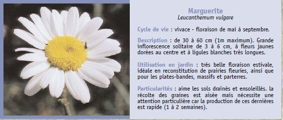 Marguerite
Leucanthemum vulgare
Cycle de vie : vivace - floraison de mai  septembre.
Description : de 30  60 cm (1m maximum). Grande
inflorescence solitaire de 3  6 cm,  fleurs jaunes
dores au centre et  ligules blanches trs longues.
Utilisation en jardin : trs belle floraison estivale,
idale en reconstitution de prairies fleuries, ainsi que
pour les plates-bandes, massifs et parterres.
Particularits : aime les sols drans et ensoleills. la
rcolte des graines est aise mais ncessite une
attention particulire car la production de ces dernires
est rapide (1  2 semaines).