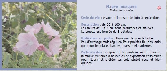 Mauve musque Malva moschata Cycle de vie : vivace - floraison de juin  septembre. Description : de 30  100 cm. Les fleurs de 3  6 cm sont parfumes et mauves. La corolle est forme de 5 ptales. Utilisation en jardin : floraison de grande taille. Peu d'arrosage mais rgulier. Pour prairies fleuries, anisi que pour les plates-bandes, massifs et parterres. Particularits : originaire du pourtour mditerranen, la mauve musque a besoin d'une exposition ensoleille pour fleurir et prfre les sols plutt secs et bien drains.