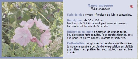 Mauve musque
Malva moschata
Cycle de vie : vivace - floraison de juin  septembre.
Description : de 30  100 cm.
Les fleurs de 3  6 cm sont parfumes et mauves.
La corolle est forme de 5 ptales.
Utilisation en jardin : floraison de grande taille.
Peu d'arrosage mais rgulier. Pour prairies fleuries, anisi
que pour les plates-bandes, massifs et parterres.
Particularits : originaire du pourtour mditerranen,
la mauve musque a besoin d'une exposition ensoleille
pour fleurir et prfre les sols plutt secs et bien
drains.