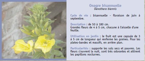 Onagre bisannuelle Oenothera biennis Cycle de vie : bisannuelle - floraison de juin  septembre. Description : de 50  180 cm. Grandes fleurs de 4  5 cm, chacune  l'aisselle d'une feuille. Utilisation en jardin : le fruit est une capsule de 3  5 cm de longueur qui renferme les graines. Pour les plates-bandes et massifs, en arrire plan. Particularits : supporte les sols secs et pauvres. Les fleurs souvrent la nuit, sont trs odorantes et attirent les papillons nocturnes.