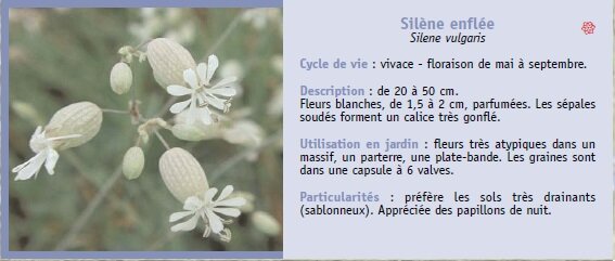 Silne enfle
Silene vulgaris
Cycle de vie : vivace - floraison de mai  septembre.
Description : de 20  50 cm.
Fleurs blanches, de 1,5  2 cm, parfumes. Les spales
souds forment un calice trs gonfl.
Utilisation en jardin : fleurs trs atypiques dans un
massif, un parterre, une plate-bande. Les graines sont
dans une capsule  6 valves.
Particularits : prfre les sols trs drainants
(sablonneux). Apprcie des papillons de nuit.