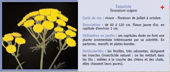 Tanaisie
Tanacetum vulgare
Cycle de vie : vivace - floraison de juillet  octobre.
Description : de 60  120 cm. Fleurs jaune d'or, en
capitule d'environ 1 cm.
Utilisation en jardin : ses capitules dors en font une
plante ornementale intressante par sa sobrit. En
parterres, massifs et plates-bandes.
Particularits : les feuilles, trs odorantes, loignent
les insectes (insecticide naturel ; on les mettait dans
les lits ; mles  la couche