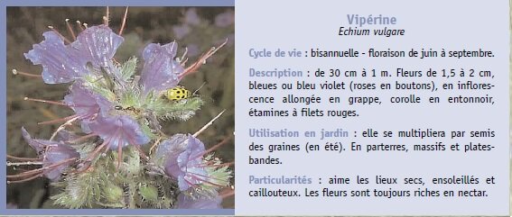 Viprine
Echium vulgare
Cycle de vie : bisannuelle - floraison de juin  septembre.
Description : de 30 cm  1 m. Fleurs de 1,5  2 cm,
bleues ou bleu violet (roses en boutons), en inflorescence
allonge en grappe, corolle en entonnoir,
tamines  filets rouges.
Utilisation en jardin : elle se multipliera par semis
des graines (en t). En parterres, massifs et platesbandes.
Particularits : aime les lieux secs, ensoleills et
caillouteux. Les fleurs sont toujours riches en nectar.