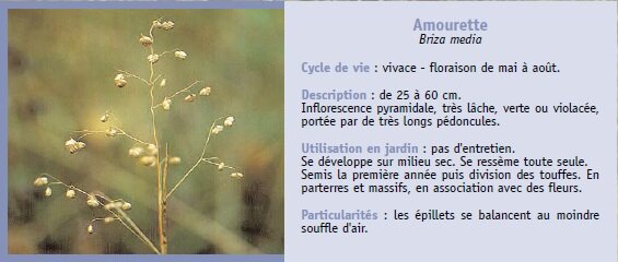 Amourette Briza media Cycle de vie : vivace - floraison de mai  aot. Description : de 25  60 cm. Inflorescence pyramidale, trs lche, verte ou violace, porte par de trs longs pdoncules. Utilisation en jardin : pas d'entretien. Se dveloppe sur milieu sec. Se ressme toute seule. Semis la premire anne puis division des touffes. En parterres et massifs, en association avec des fleurs. Particularits : les pillets se balancent au moindre souffle d'air.