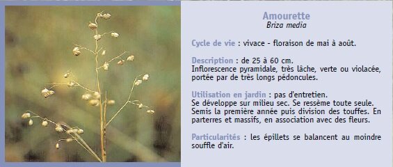 Amourette
Briza media
Cycle de vie : vivace - floraison de mai  aot.
Description : de 25  60 cm.
Inflorescence pyramidale, trs lche, verte ou violace,
porte par de trs longs pdoncules.
Utilisation en jardin : pas d'entretien.
Se dveloppe sur milieu sec. Se ressme toute seule.
Semis la premire anne puis division des touffes. En
parterres et massifs, en association avec des fleurs.
Particularits : les pillets se balancent au moindre
souffle d'air.