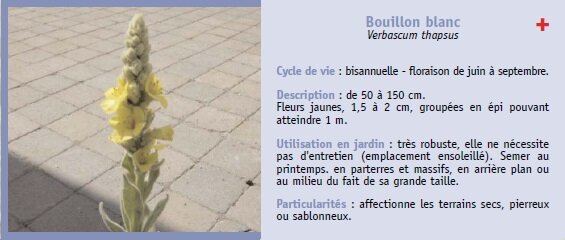 Bouillon blanc Verbascum thapsus Cycle de vie : bisannuelle - floraison de juin  septembre. Description : de 50  150 cm. Fleurs jaunes, 1,5  2 cm, groupes en pi pouvant atteindre 1 m. Utilisation en jardin : trs robuste, elle ne ncessite pas d'entretien (emplacement ensoleill). Semer au printemps. en parterres et massifs, en arrire plan ou au milieu du fait de sa grande taille. Particularits : affectionne les terrains secs, pierreux ou sablonneux.