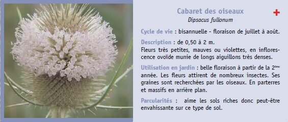 Cabaret des oiseaux
Dipsacus fullonum
Cycle de vie : bisannuelle - floraison de juillet  aot.
Description : de 0,50  2 m.
Fleurs trs petites, mauves ou violettes, en inflorescence
ovode munie de longs aiguillons trs denses.
Utilisation en jardin : belle floraison  partir de la 2me
anne. Les fleurs attirent de nombreux insectes. Ses
graines sont recherches par les oiseaux. En parterres
et massifs en arrire plan.
Parcularits : aime les sols riches donc peut-tre
envahissante sur ce type de sol.