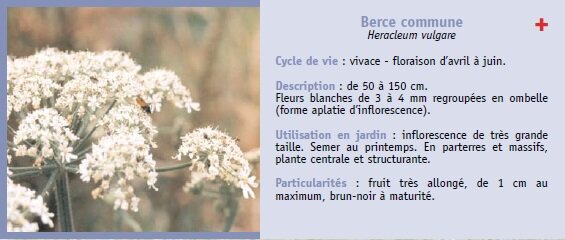 Berce commune Heracleum vulgare Cycle de vie : vivace - floraison davril  juin. Description : de 50  150 cm. Fleurs blanches de 3  4 mm regroupes en ombelle (forme aplatie dinflorescence). Utilisation en jardin : inflorescence de trs grande taille. Semer au printemps. En parterres et massifs, plante centrale et structurante. Particularits : fruit trs allong, de 1 cm au maximum, brun-noir  maturit.