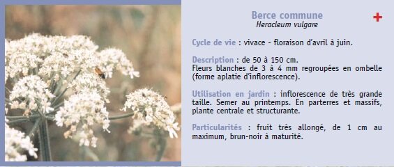 Berce commune
Heracleum vulgare
Cycle de vie : vivace - floraison davril  juin.
Description : de 50  150 cm.
Fleurs blanches de 3  4 mm regroupes en ombelle
(forme aplatie dinflorescence).
Utilisation en jardin : inflorescence de trs grande
taille. Semer au printemps. En parterres et massifs,
plante centrale et structurante.
Particularits : fruit trs allong, de 1 cm au
maximum, brun-noir  maturit.