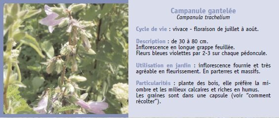 Campanule gantele
Campanula trachelium
Cycle de vie : vivace - floraison de juillet  aot.
Description : de 30  80 cm.
Inflorescence en longue grappe feuille.
Fleurs bleues violettes par 2-3 sur chaque pdoncule.
Utilisation en jardin : inflorescence fournie et trs
agrable en fleurissement. En parterres et massifs.
Particularits : plante des bois, elle prfre la miombre
et les milieux calcaires et riches en humus.
Les graines sont dans une capsule (voir comment
rcolter).