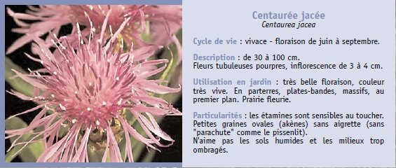 Centaure jace
Centaurea jacea
Cycle de vie : vivace - floraison de juin  septembre.
Description : de 30  100 cm.
Fleurs tubuleuses pourpres, inflorescence de 3  4 cm.
Utilisation en jardin : trs belle floraison, couleur
trs vive. En parterres, plates-bandes, massifs, au
premier plan. Prairie fleurie.
Particularits : les tamines sont sensibles au toucher.
Petites graines ovales (aknes) sans aigrette (sans
