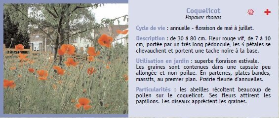 Coquelicot Papaver rhoeas Cycle de vie : annuelle - floraison de mai  juillet. Description : de 30  80 cm. Fleur rouge vif, de 7  10 cm, porte par un trs long pdoncule, les 4 ptales se chevauchent et portent une tache noire  la base. Utilisation en jardin : superbe floraison estivale. Les graines sont contenues dans une capsule peu allonge et non poilue. En parterres, plates-bandes, massifs, au premier plan. Prairie fleurie dannuelles. Particularits : les abeilles rcoltent beaucoup de pollen sur le coquelicot. Ses fleurs attirent les papillons. Les oiseaux apprcient les graines.