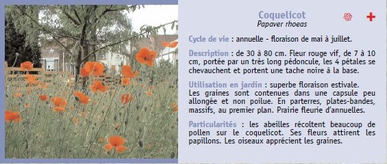 Coquelicot
Papaver rhoeas
Cycle de vie : annuelle - floraison de mai  juillet.
Description : de 30  80 cm. Fleur rouge vif, de 7  10
cm, porte par un trs long pdoncule, les 4 ptales se
chevauchent et portent une tache noire  la base.
Utilisation en jardin : superbe floraison estivale.
Les graines sont contenues dans une capsule peu
allonge et non poilue. En parterres, plates-bandes,
massifs, au premier plan. Prairie fleurie dannuelles.
Particularits : les abeilles rcoltent beaucoup de
pollen sur le coquelicot. Ses fleurs attirent les
papillons. Les oiseaux apprcient les graines.