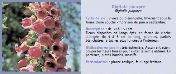 Digitale pourpre
Digitalis purpurea
Cycle de vie : vivace ou bisannuelle, hivernant sous la
forme d'une souche - floraison de juin  septembre.
Description : de 30  150 cm.
Fleurs disposes en longs pis, en forme de cloche
allonge, de 4  5 cm de long, pourpres, parfois
blanchtres,  taches plus fonces  l'intrieur.
Utilisation en jardin : trs phmre. Aucun entretien,
couper les fleurs fanes pour viter le semis naturel. En
parterres, plates-bandes, massifs.
Particularits : plante toxique, feuillage irritant.