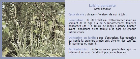 Lache pendante
Carex pendula
Cycle de vie : vivace - floraison de mai  juin.
Description : de 60  120 cm. Inflorescence mle au
sommet de la tige ; 4 ou 5 inflorescences femelles
pendantes (de 5  10 cm de long) ; grande bracte
ayant l'apparence d'une feuille  la base de chaque
inflorescence.
Utilisation en jardin : pas d'entretien. Reproduction
par semis la premire anne puis division des touffes.
En parterres et massifs.
Particularits : inflorescences pendantes qui se
balancent au vent. Se dveloppe sur milieu sec.